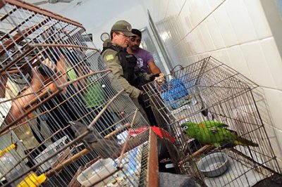 A operao apreendeu aves, dorgas, dinheiro etc