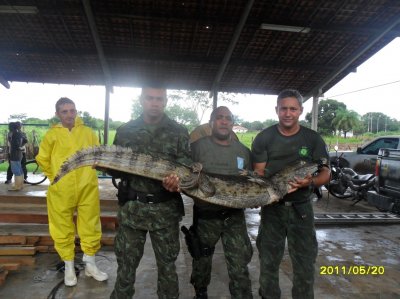 jacar de dois metros