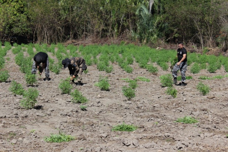 20150727_Maconha_Miguel_Leao