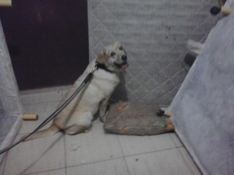 20150814_Cadela_Canil_Drogas