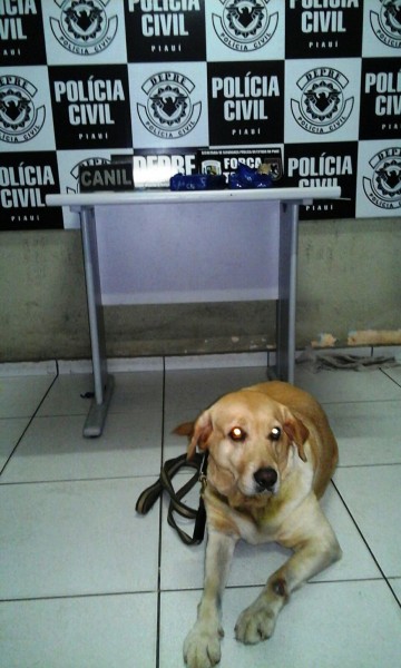 20160307_Droga_Cadela_Lua