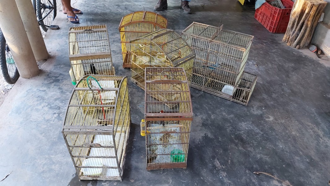 BPA resgata animais durante rondas em Teresina