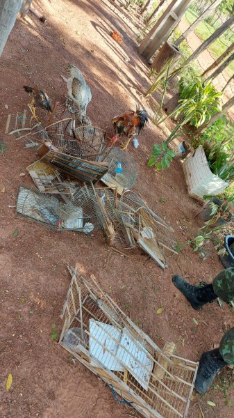BPA resgata animais durante rondas em Teresina